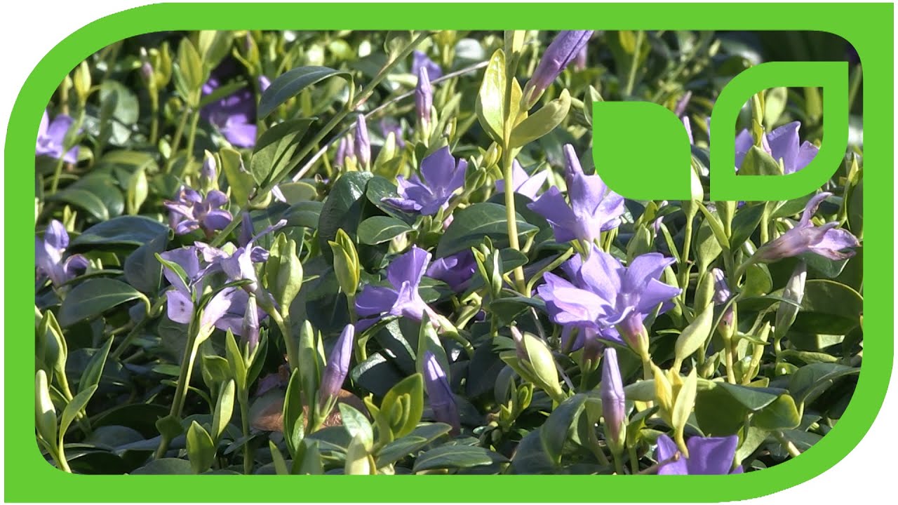 Vinca minor Immergrün in voller Schönheit und Blüte