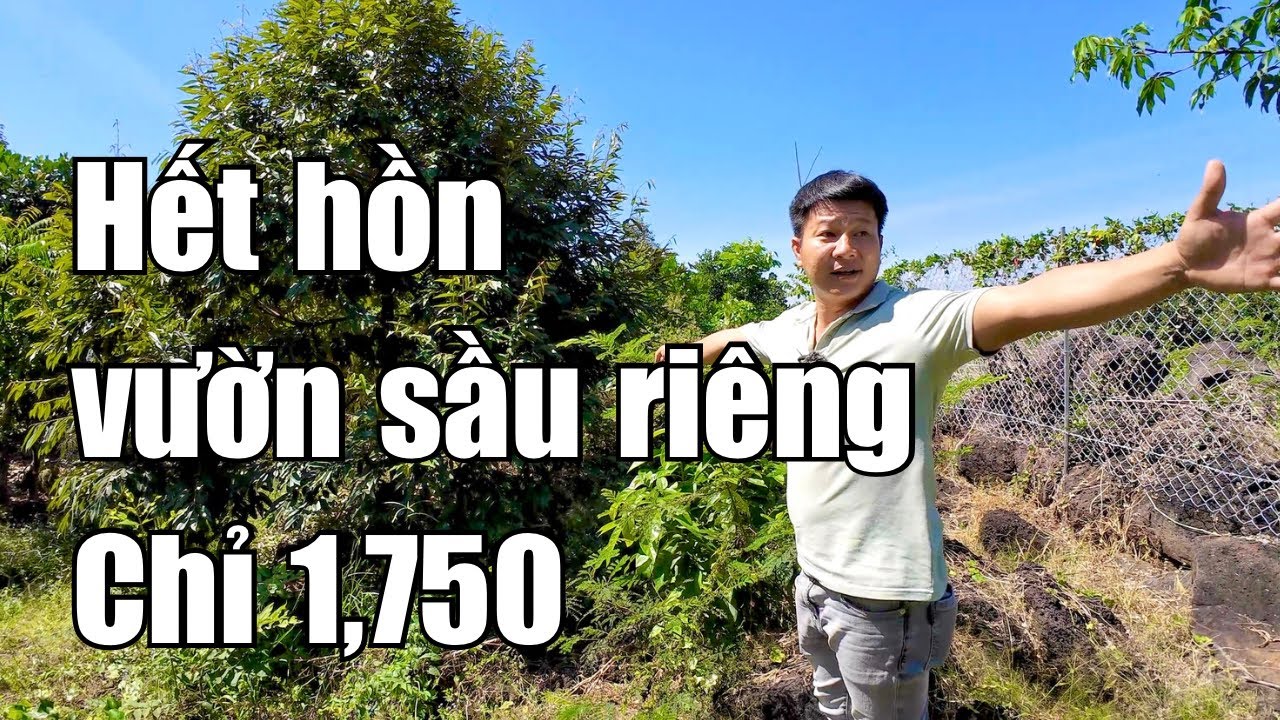 Nợ nần quá buộc phải bán vườn sầu riêng rẻ như cho