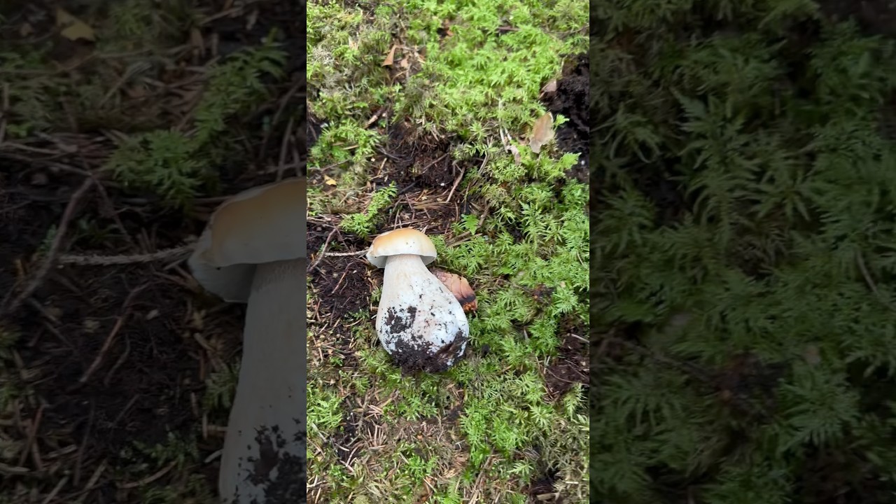 Out picking mushrooms #svamp #mushroom #karljohan