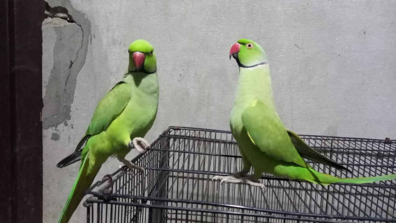 Mia mittu mittu ringneck talking 🦜