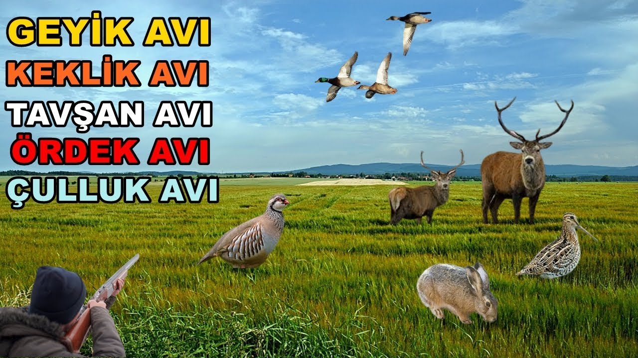 AV VİDEOLARI 2020 - Geyik Avı, Tavşan Avı, Keklik Avı, &Ouml;rdek Avı, &Ccedil;ulluk Avı