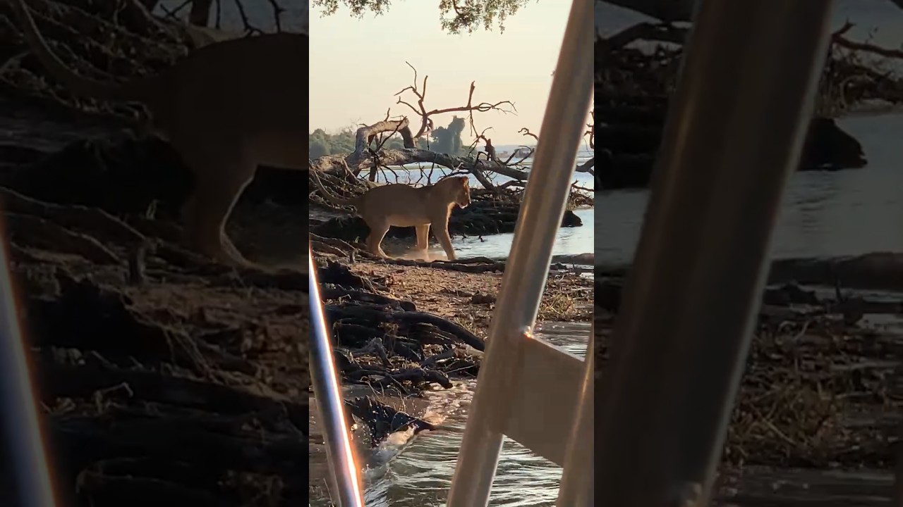 watch as lioness hurnt for monitor lizard in chobe National Park Botswana #chobenationalpark
