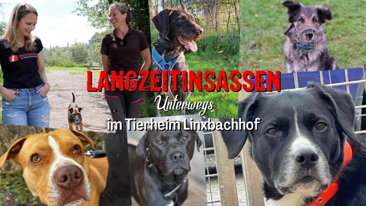 Langzeitinsassen Unterwegs - Tierheim Linxbachhof