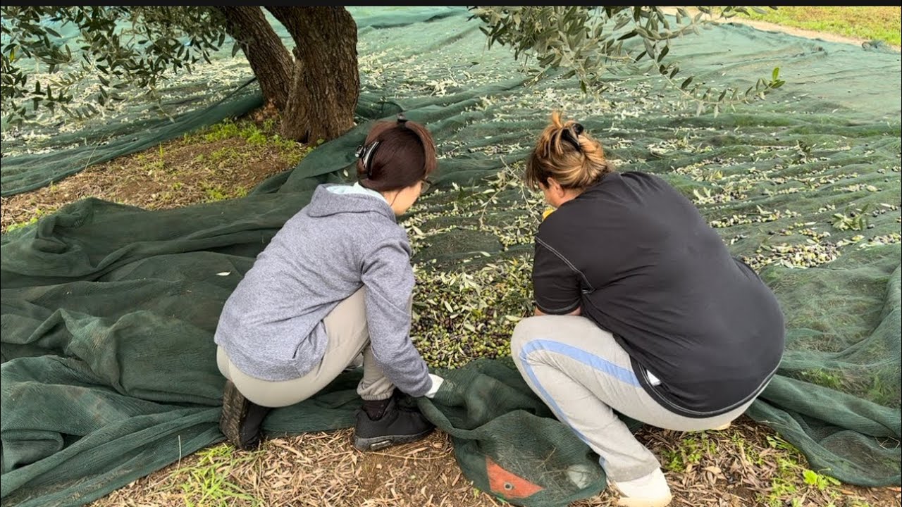 Raccolta delle olive🫒prima parte