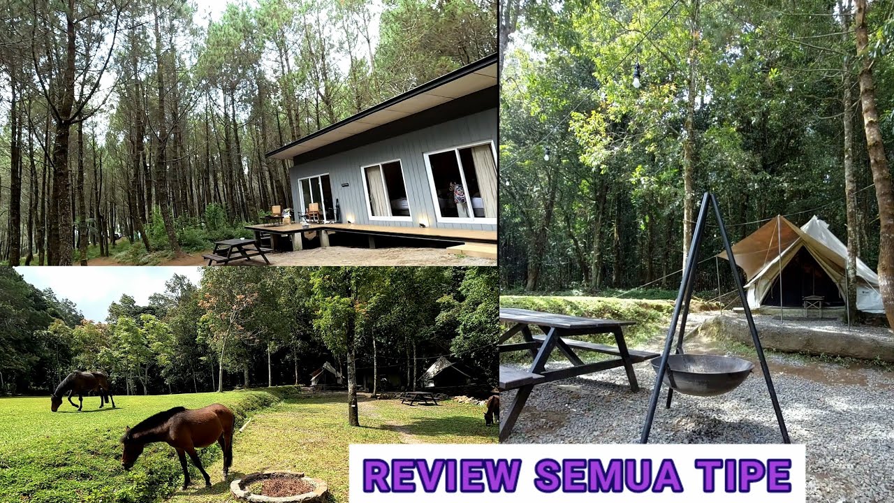 REVIEW LENGKAP JUNGLE MILK CIKOLE LEMBANG