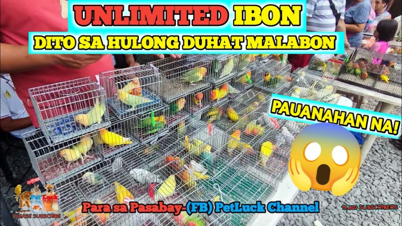 LOVEBIRDS UPDATE SA HULONG DUHAT MALABON