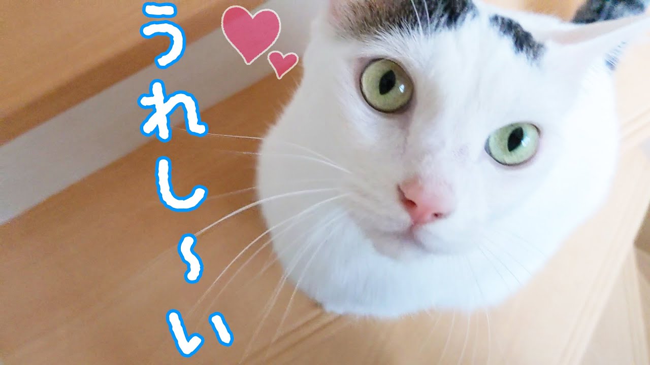 甘えたくてママを呼ぶお喋り猫チロさん