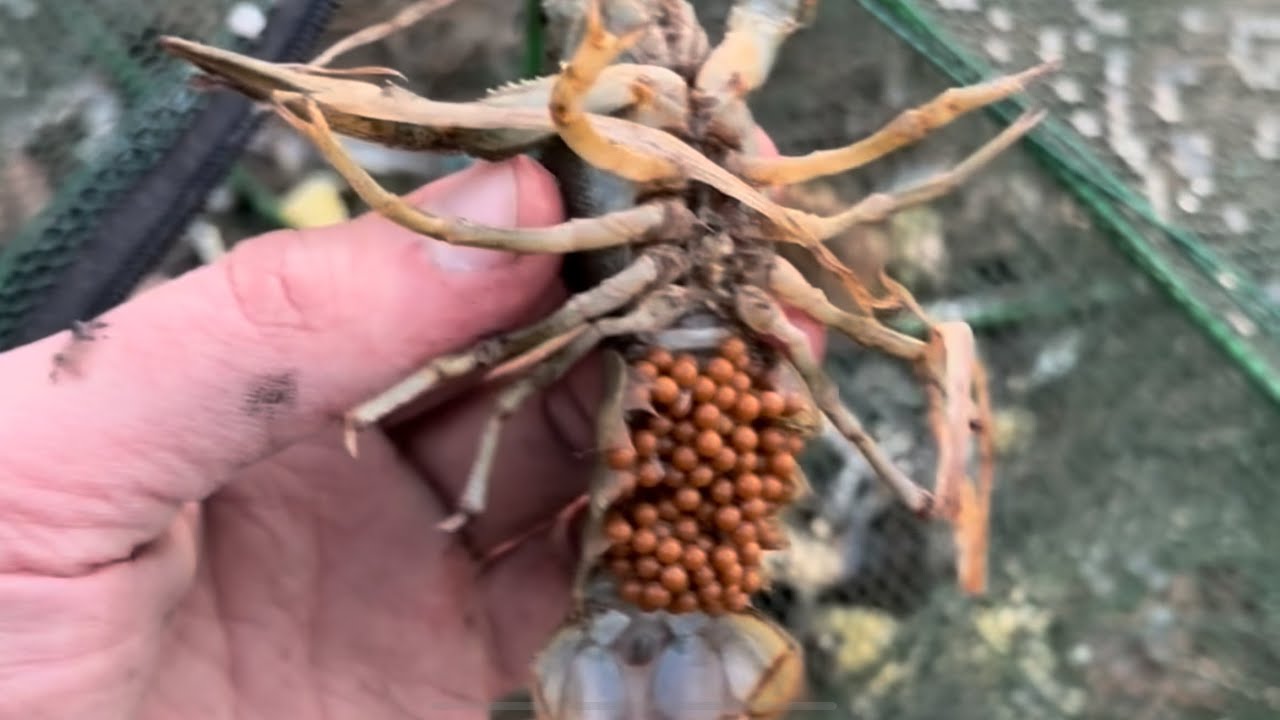 ІНТЕНСИВНЕ ВИРОЩУВАННЯ РІЧКОВОГО 🦞РАКУ! Розплідник для раків через рік | Crayfish Farming