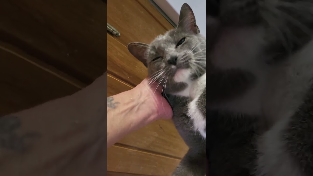 Mother Cats Sharing Cat Love 