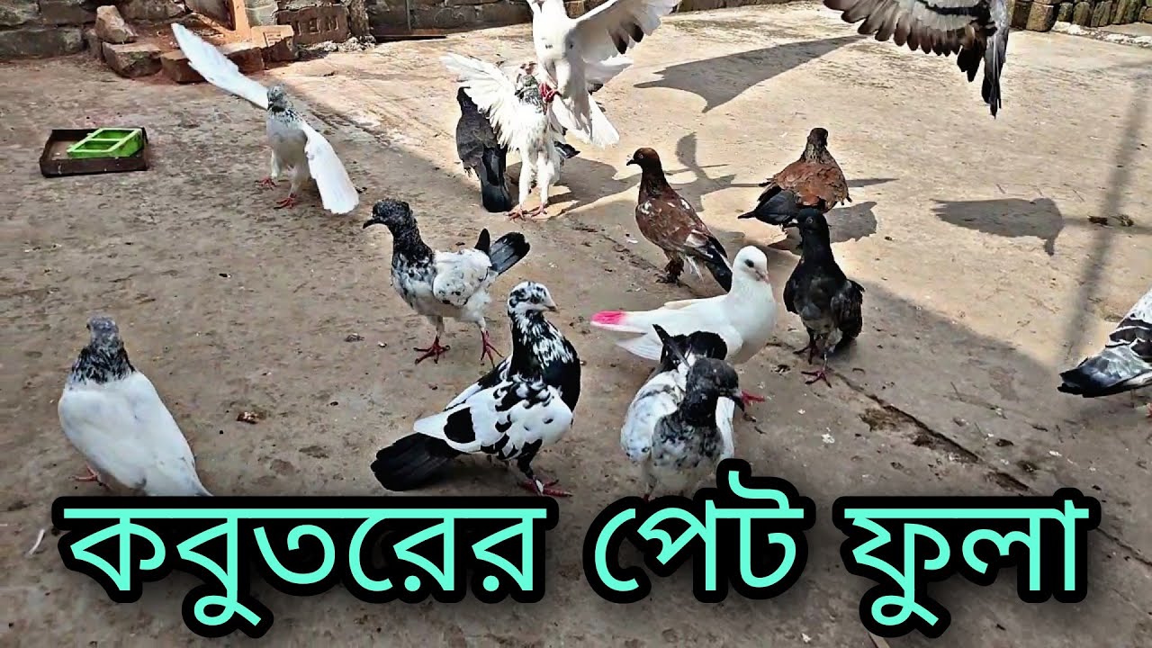 কবুতরের পাকস্থলী ফুলে যায় ও চাপ দিলে পানি বার হয়