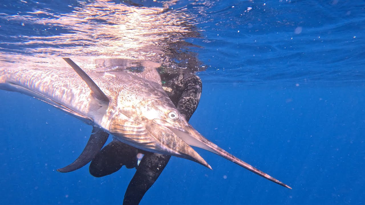BLACK MARLIN Spearfishing NEWCAL