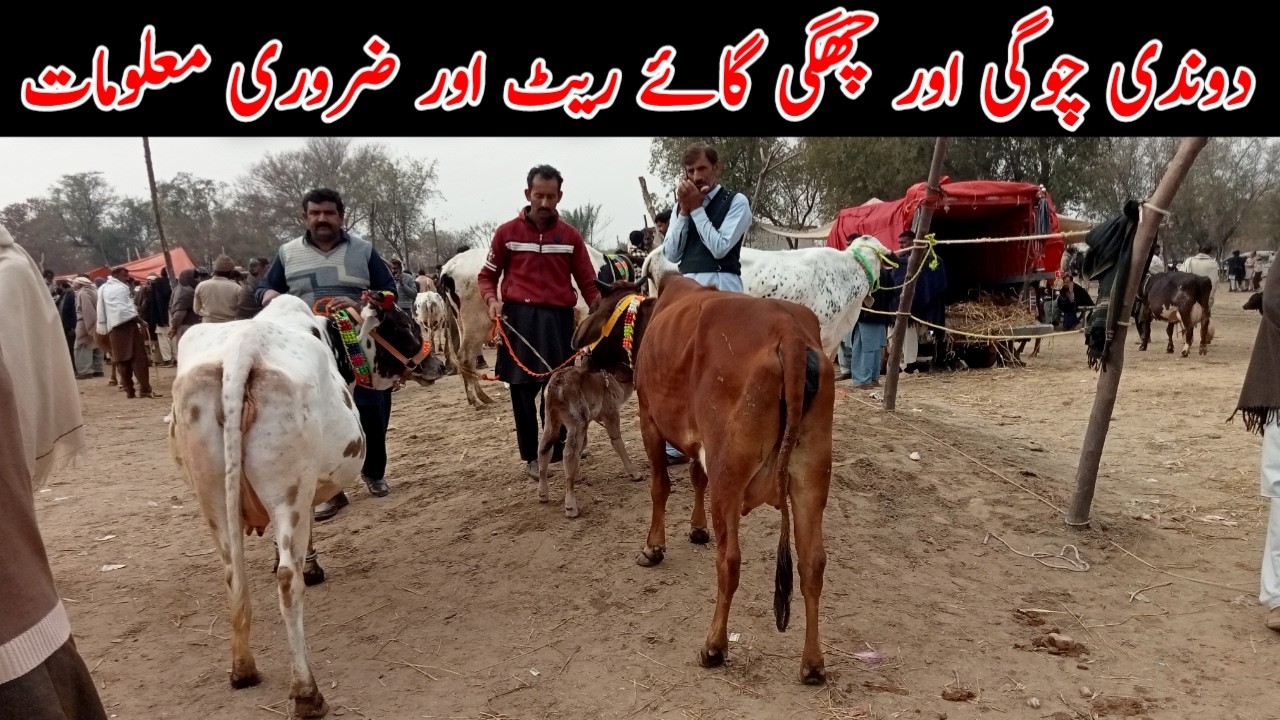 Taza Soi Hoi Gaey in Domail Mandi | تاذہ سوئی گائے | DehaTi VeeR 