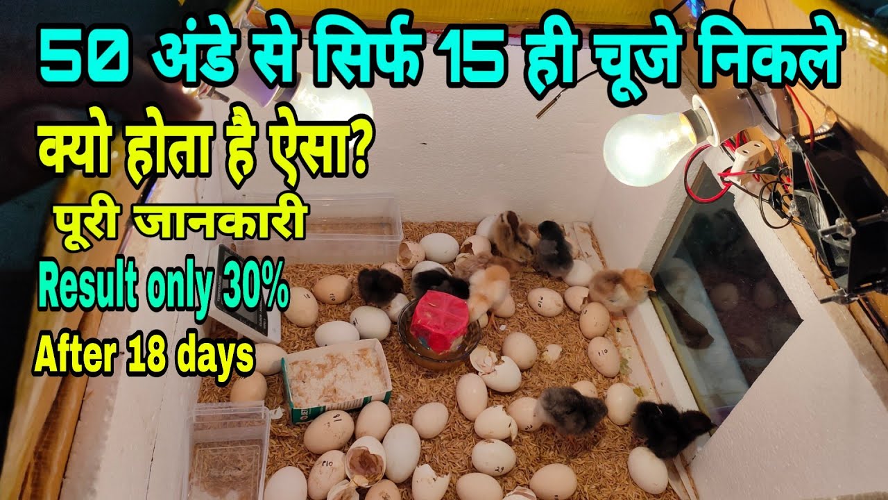 अंडे की गुणवत्ता के कारण चूजे कम निकलते है | Egg quality