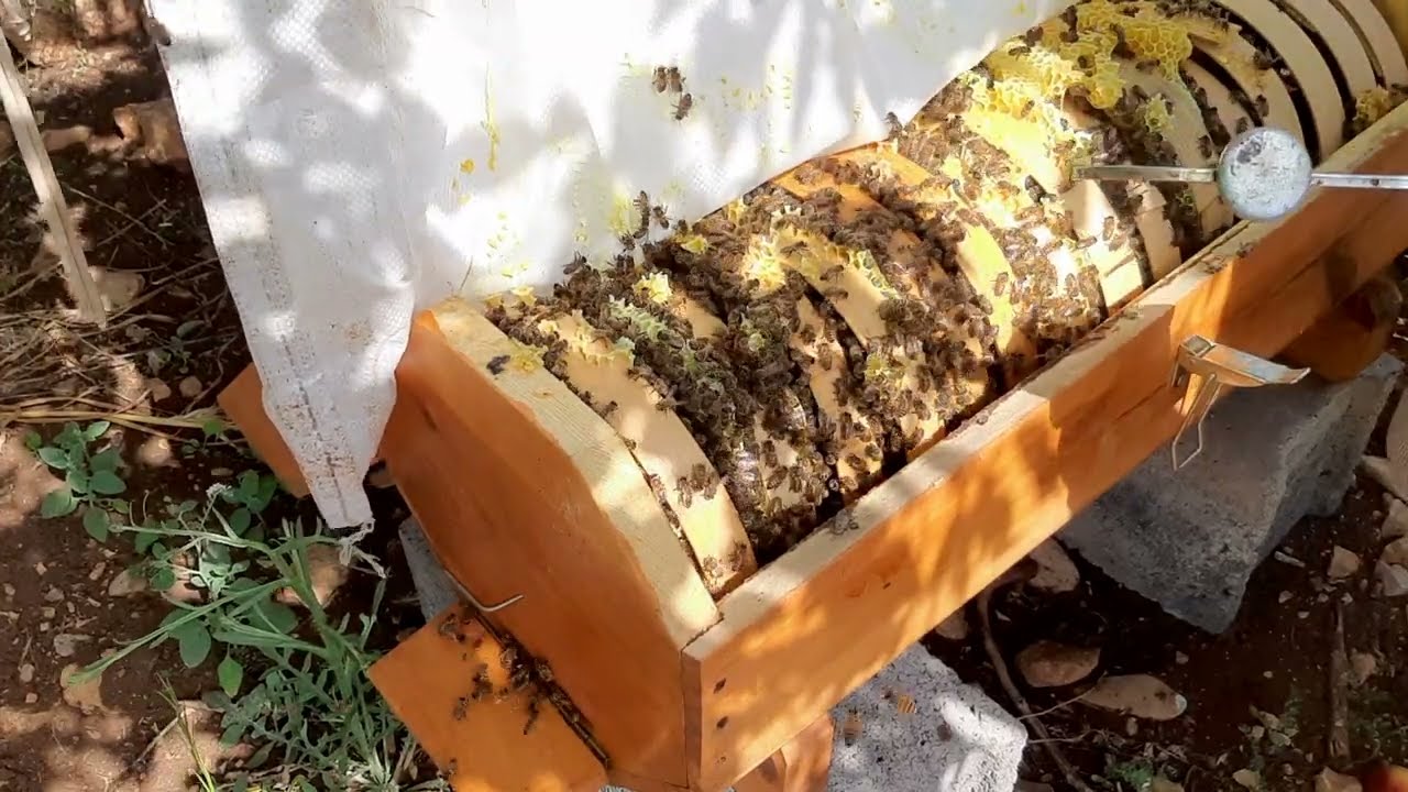Karakovan Balı basmış. Hasada az kaldı. #bee #arıcılık #beekeeping #honey #karakovan #kovan