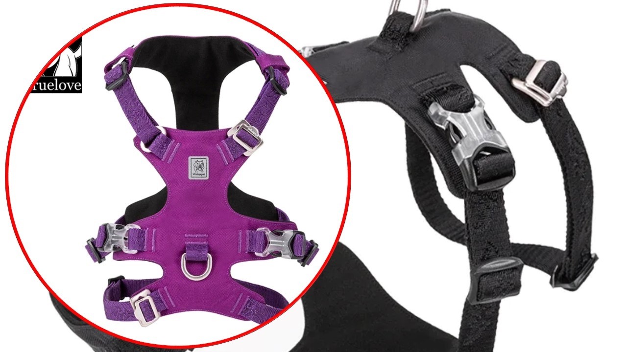Best Lightweight Waterproof Harness for Medium and Large Dogs