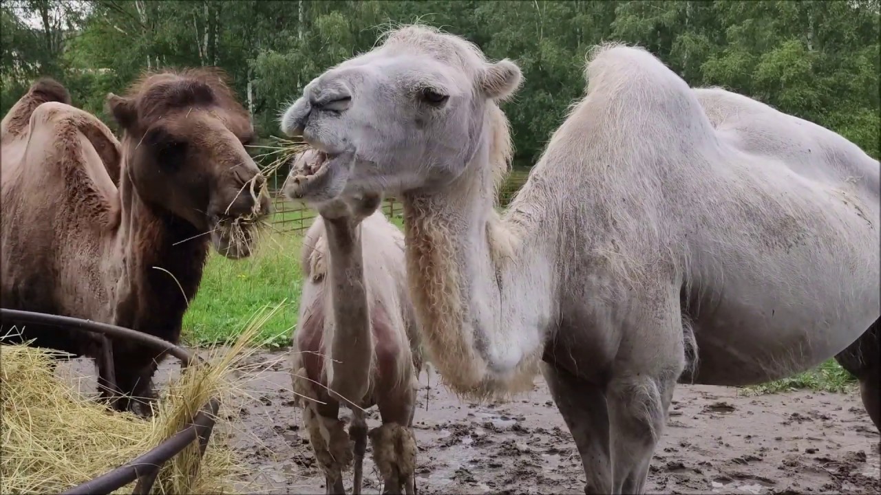 Zoo Dvorec &ndash; tip na v&yacute;let za zv&iacute;ř&aacute;tky