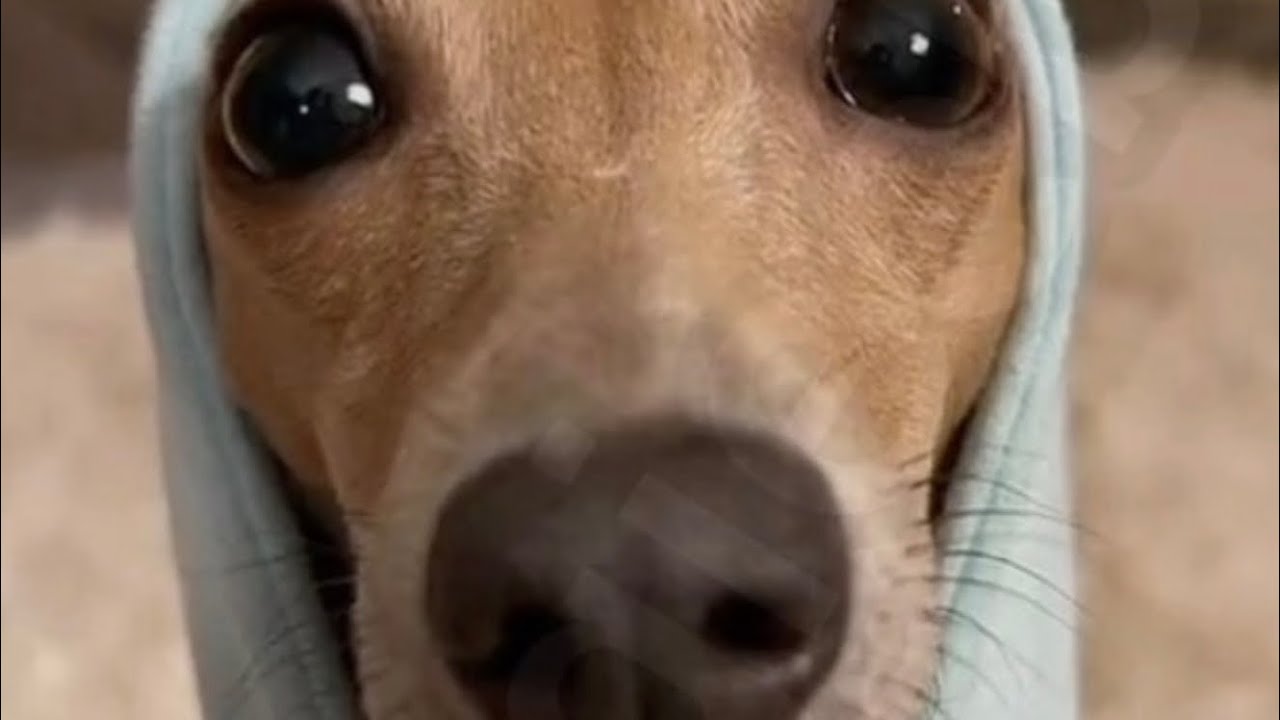 Avatar shopping spree