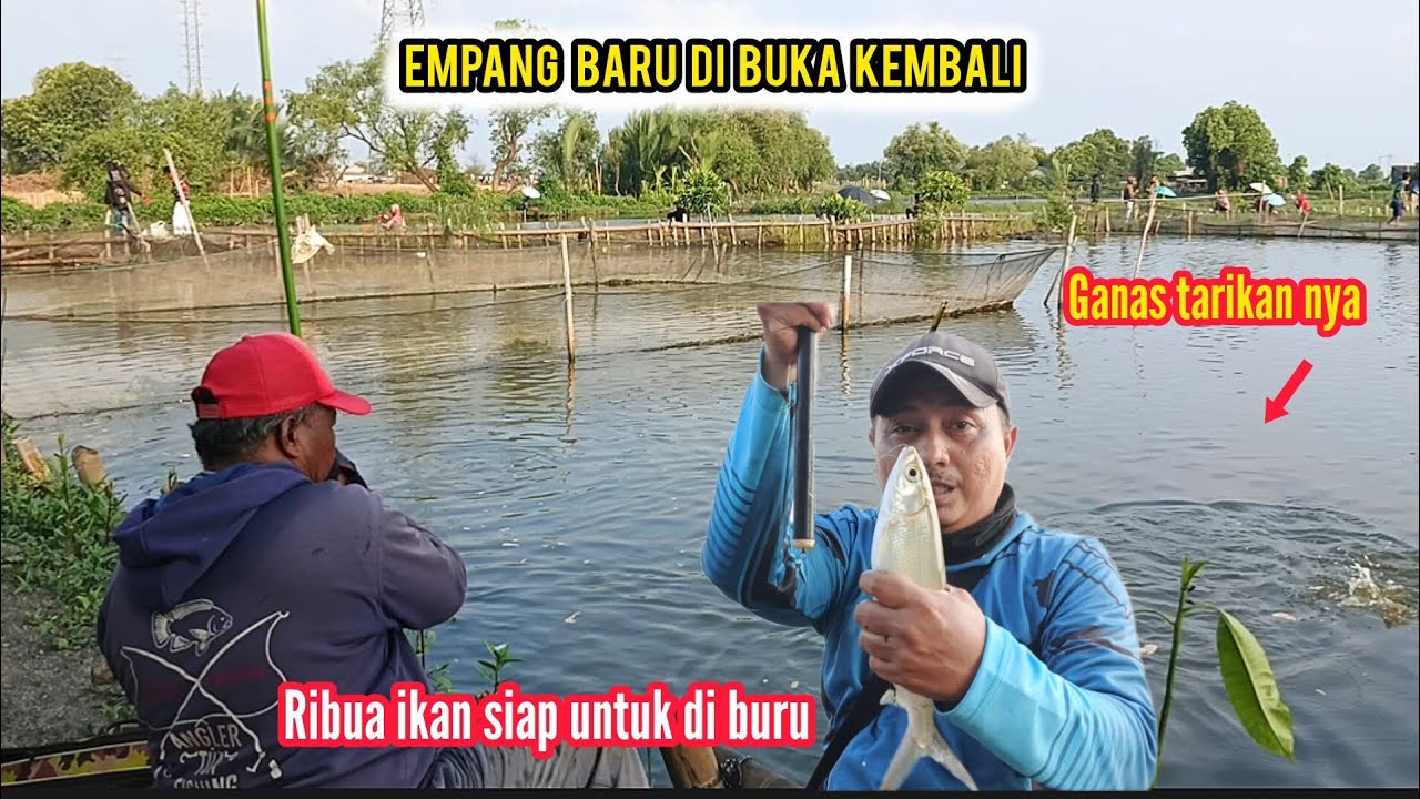 Tester ikan bandeng di empang bang Unan marunda || ribuan ikan siap untuk di buru 