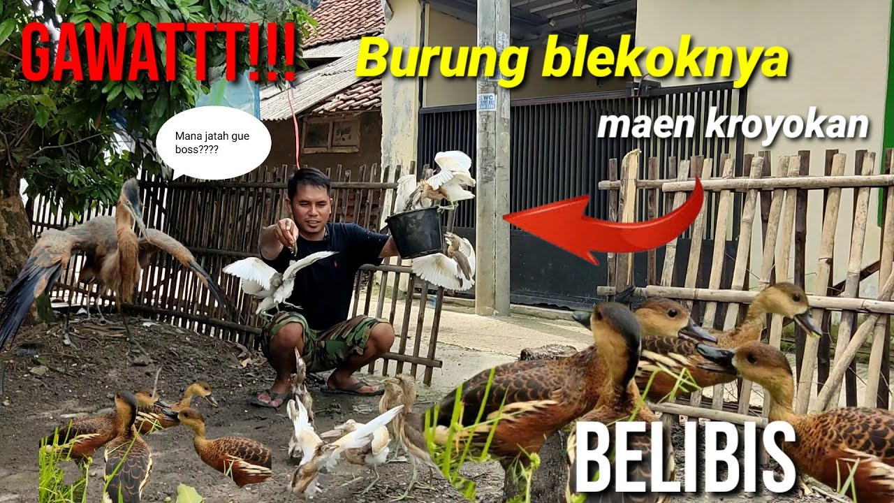 Burung belibis dan blekok liar semua pada jinak bisa di panggil. @bayhaqipetualang6664