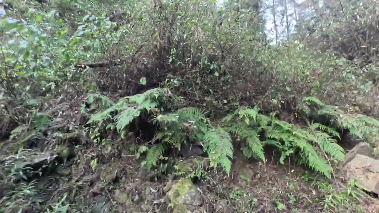 My biggest hobby,a deep jungle walk,into the lap of nature#save wild life#forest  #peace #nature 