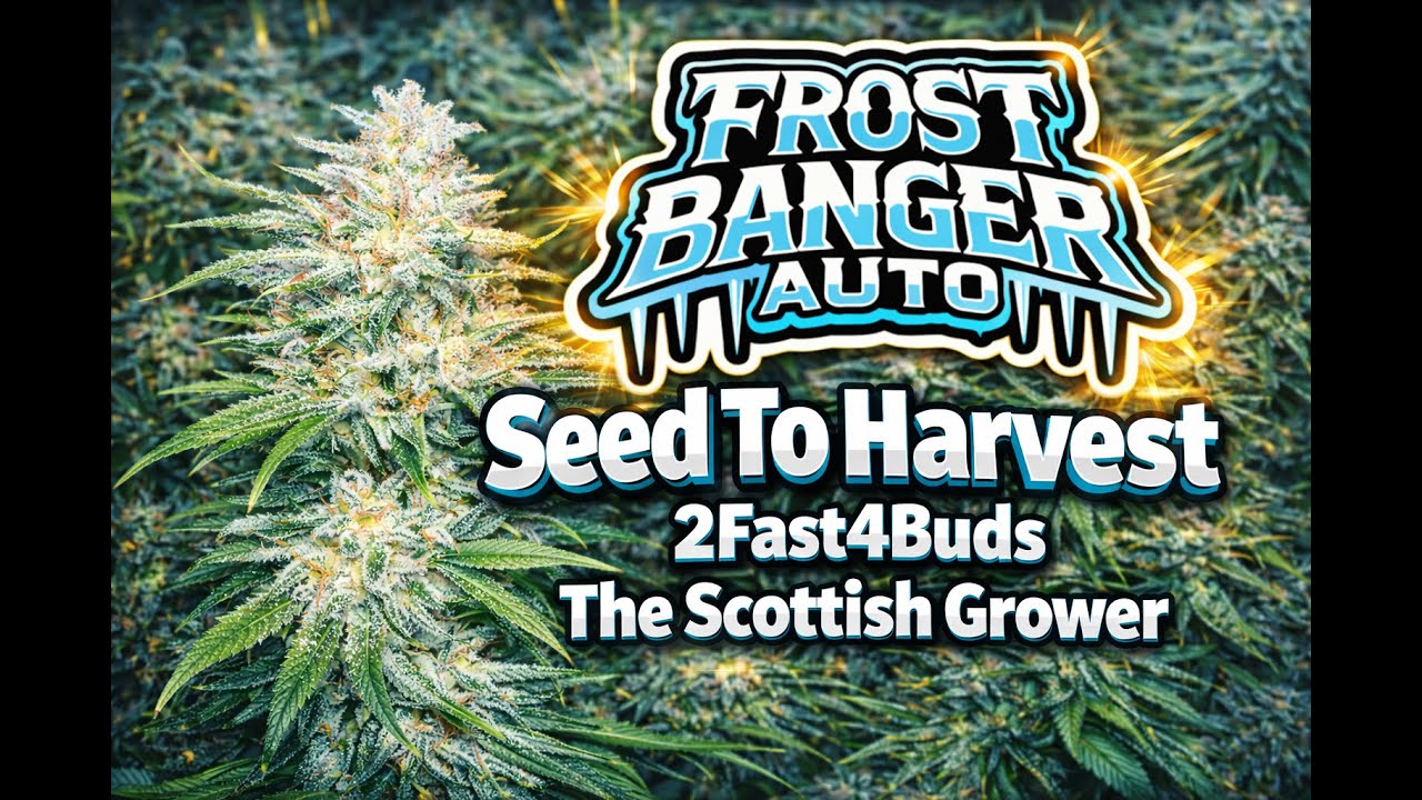 Frostbanger Auto - Seed To Harvest - Cannabis Grow - 184g (2Fast4Buds)  Dry by TheScottishGrower