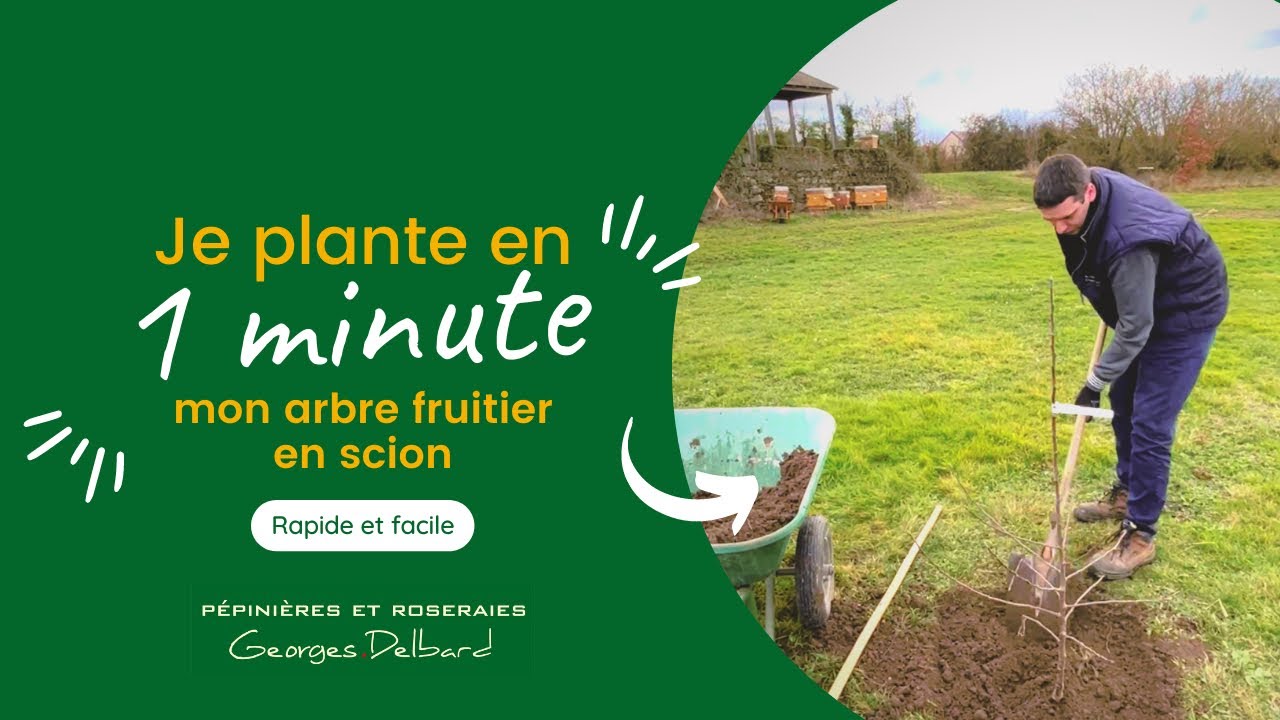 Comment planter un arbre fruitier formé en scion ?