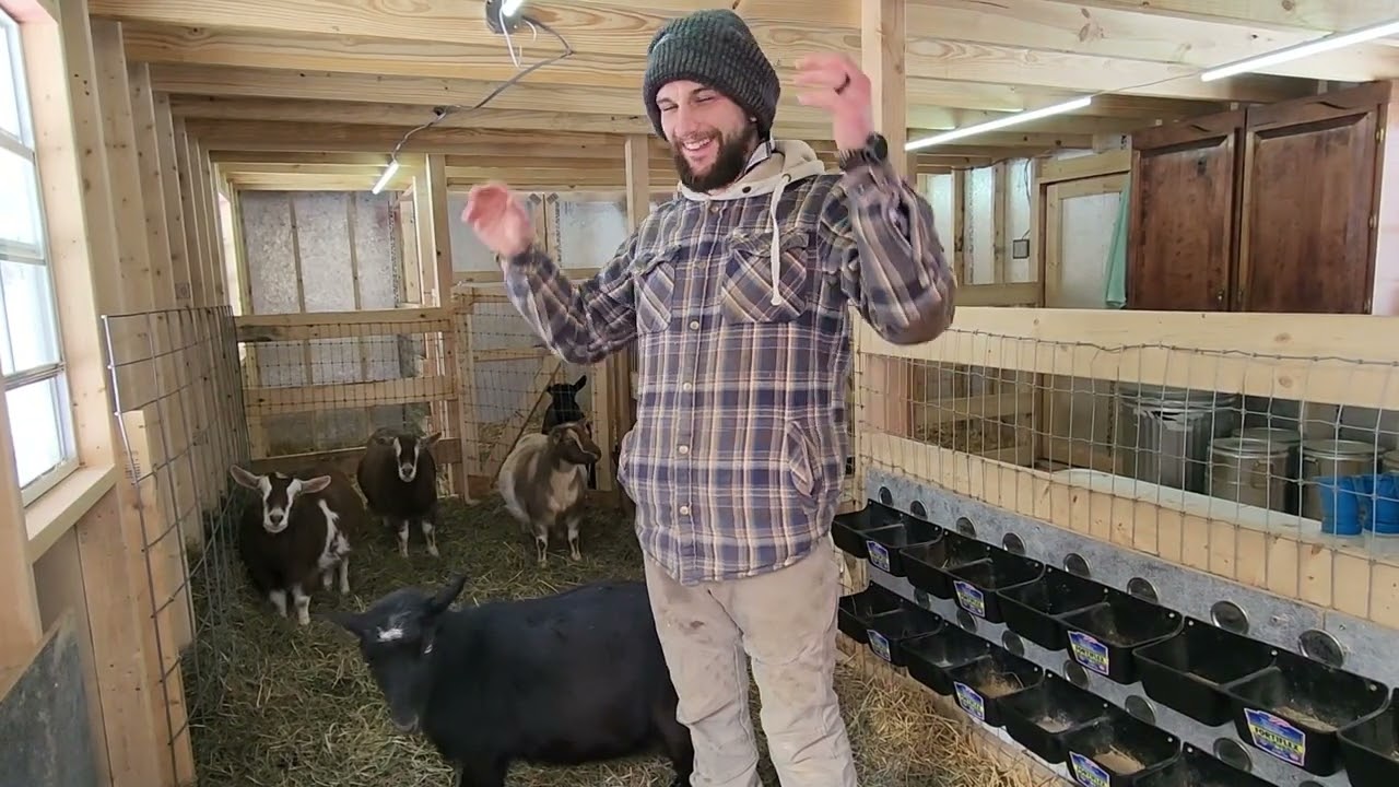Goat barn tour