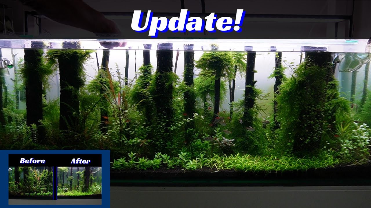 Underwater Forest Update. New Fish!
