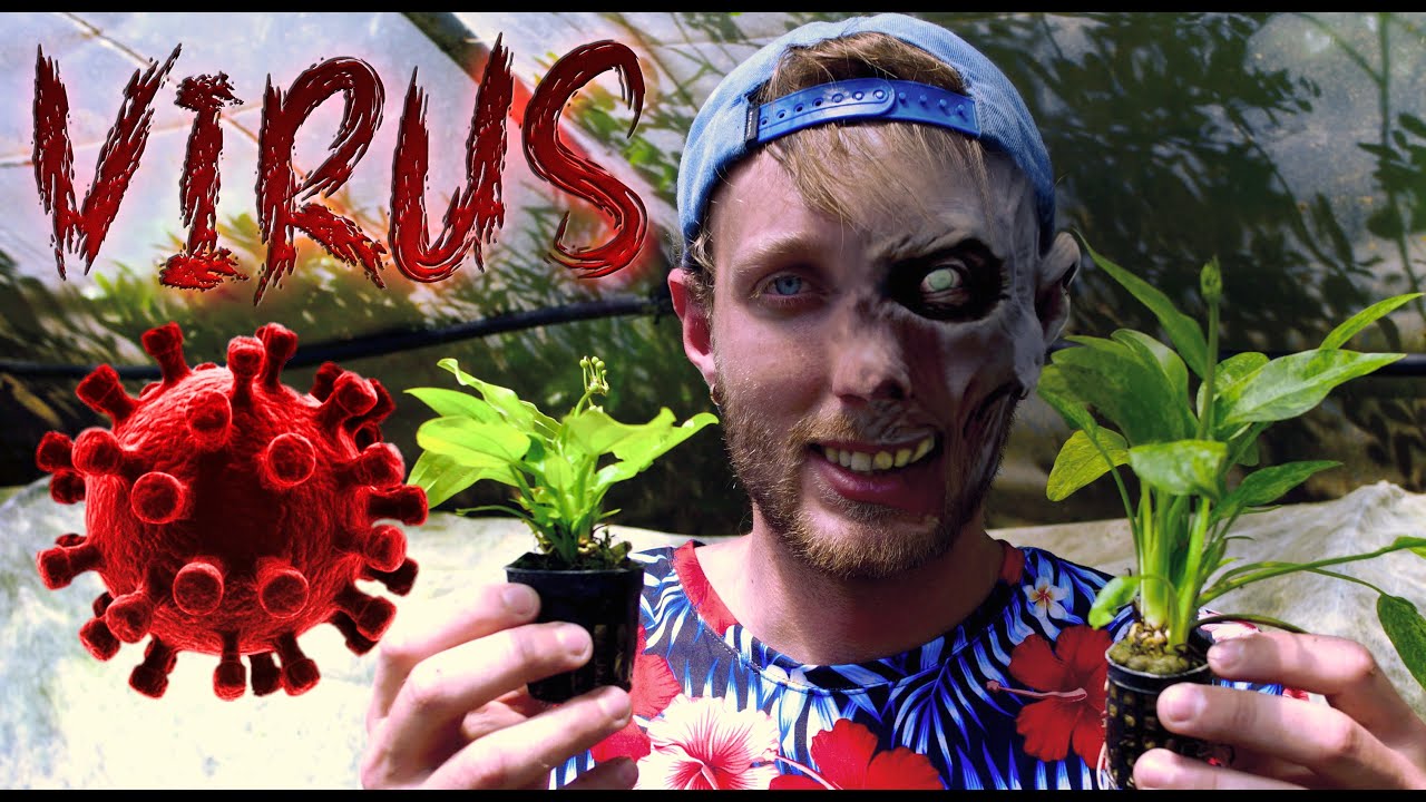 🦠Des virus dans vos plantes (🌱Floraquatic🌿)
