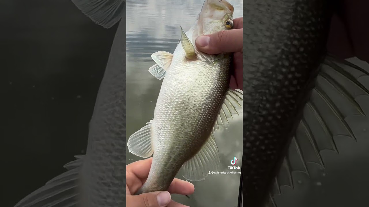 Bass love live bait 