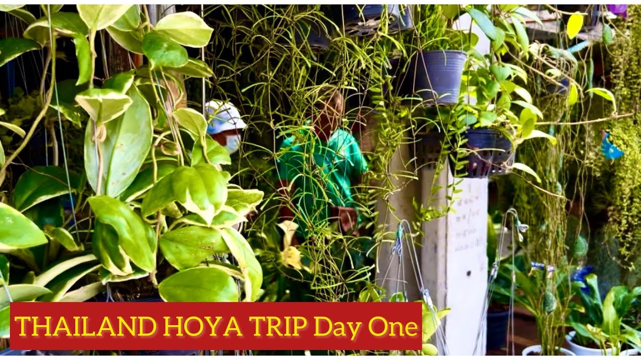 THAILAND HOYA TRIP Day One - Chatuchak Plant Market