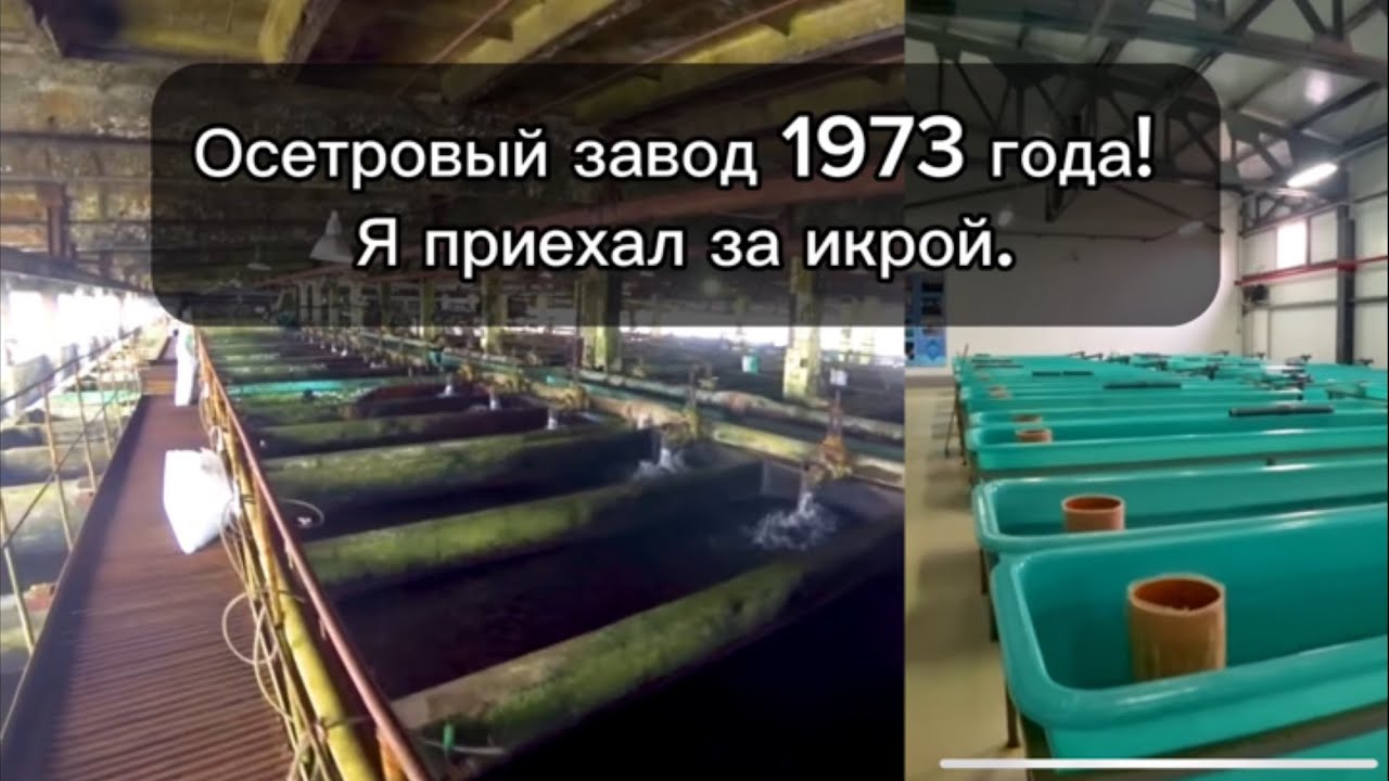 Осетровый завод в Конаково. Покупка эмбрионов. Экскурсия.