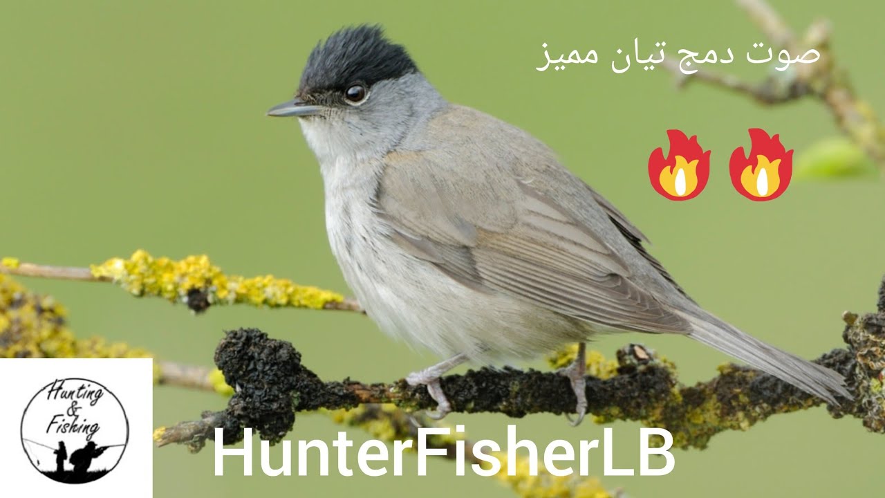 صوت تيان مجرب - صوت دمج مميز - خوري شماس- #blackcap  - # sylvia atricapilla