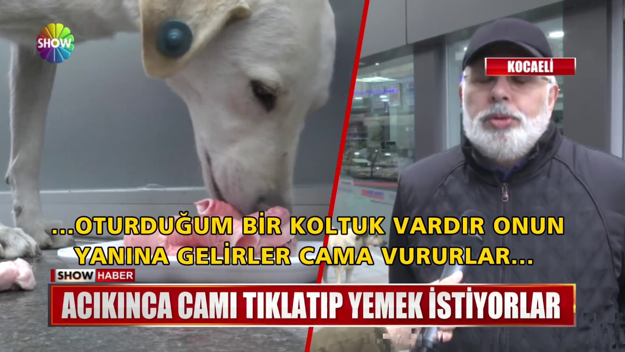 Acıkınca camı tıklatıp yemek istiyorlar