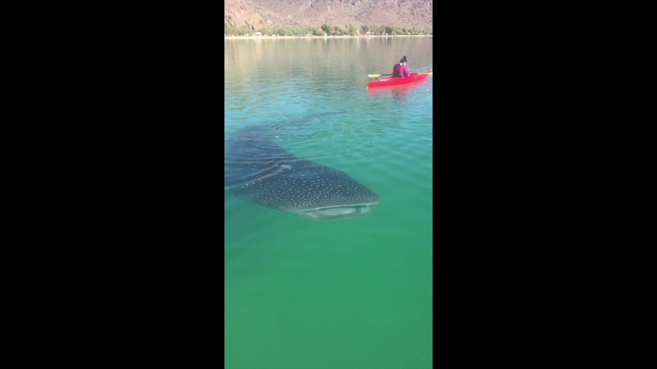 Curious Dogs React to a Whale Shark in Baja Concepcion - LONG 2
