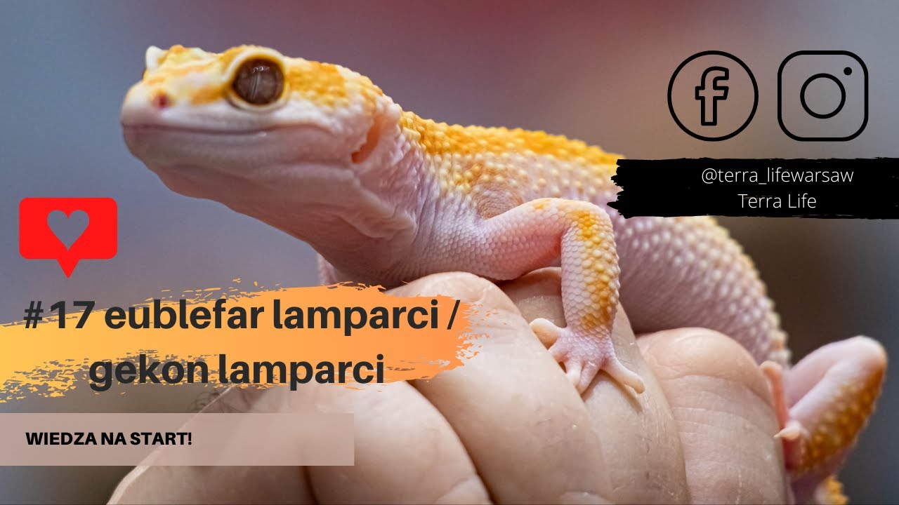#17 Gekony Lamparcie - wiedza na start!