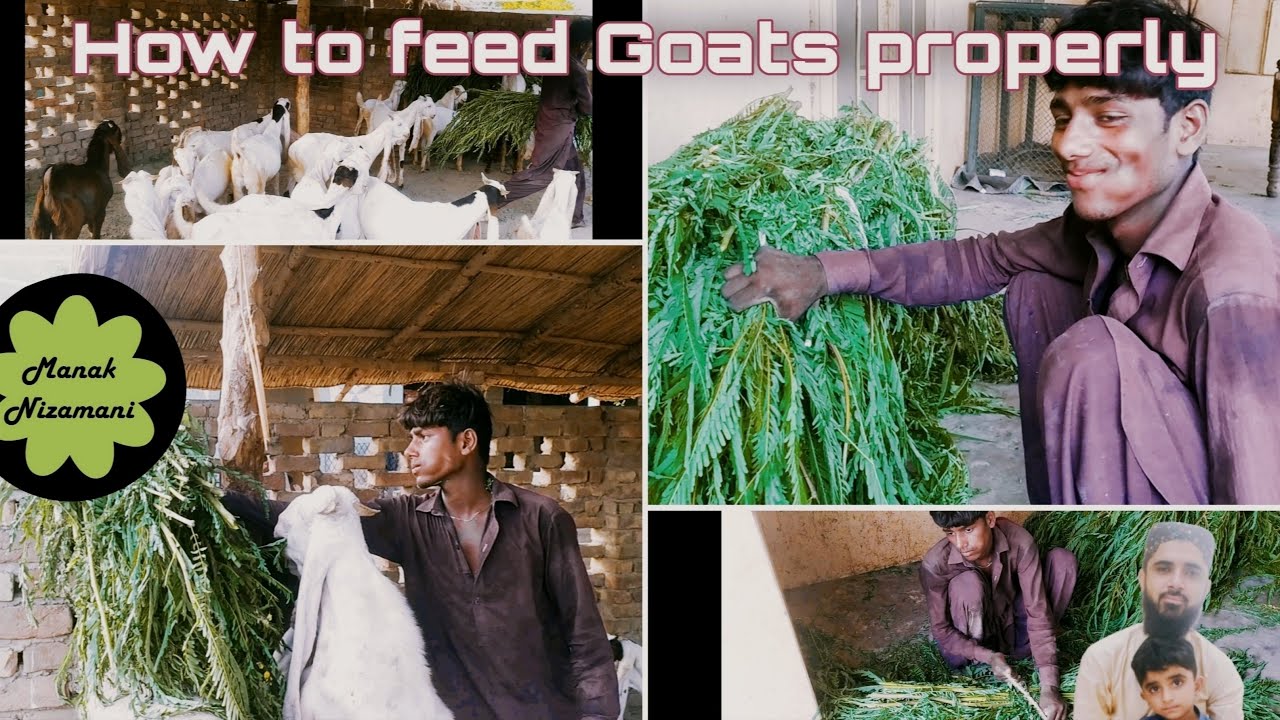 How to feed Goats properly || Goats eating grass