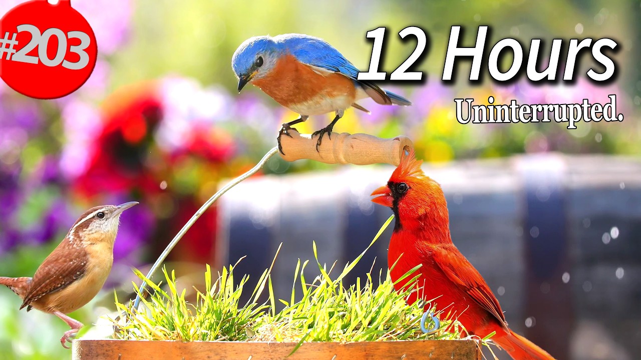 Best of Relaxing TV for Cats 😻12 Hours of Uninterrupted Birds 🐦 Cat TV