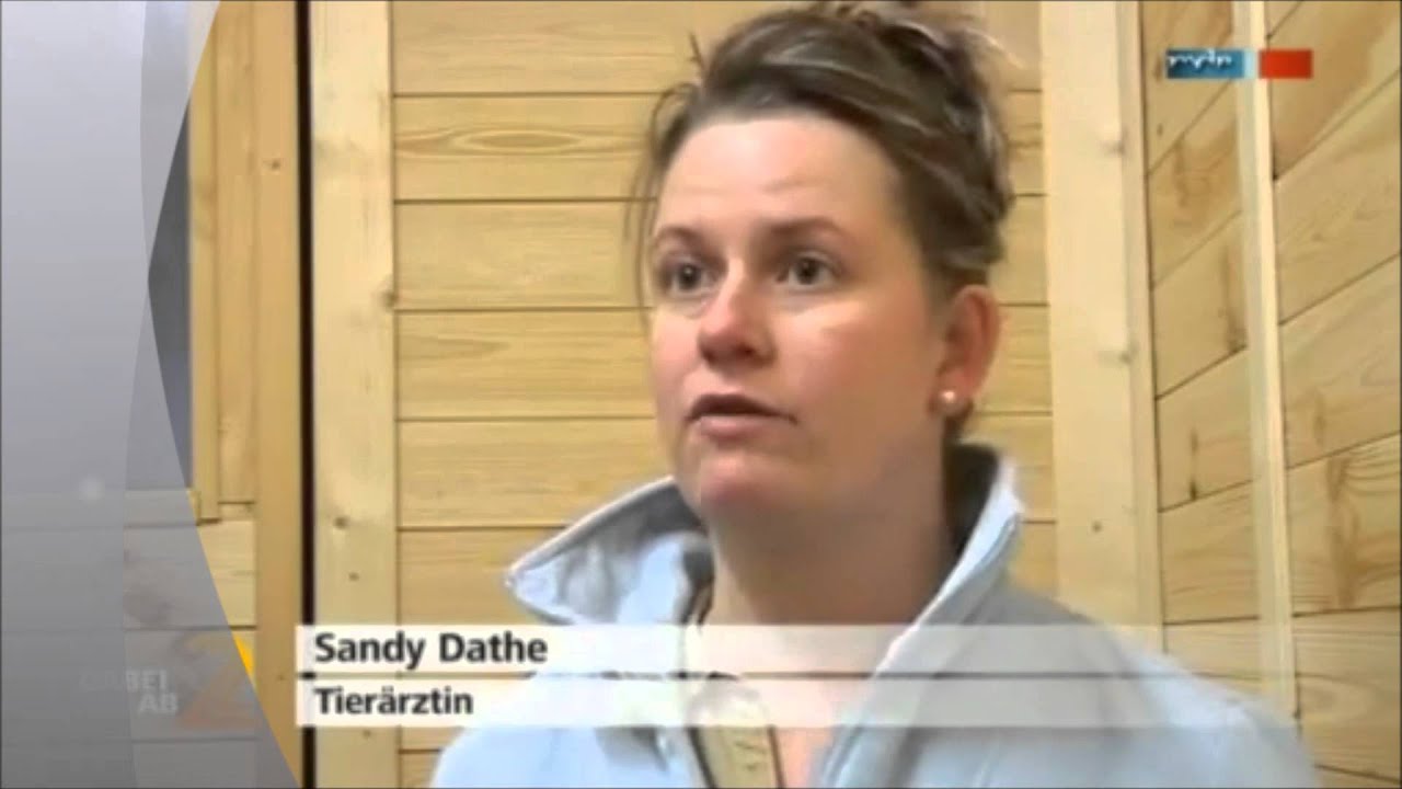 Pferdesauna - Pferdekliniken - Pferdesaunen - mobilen Pferdesaunen -