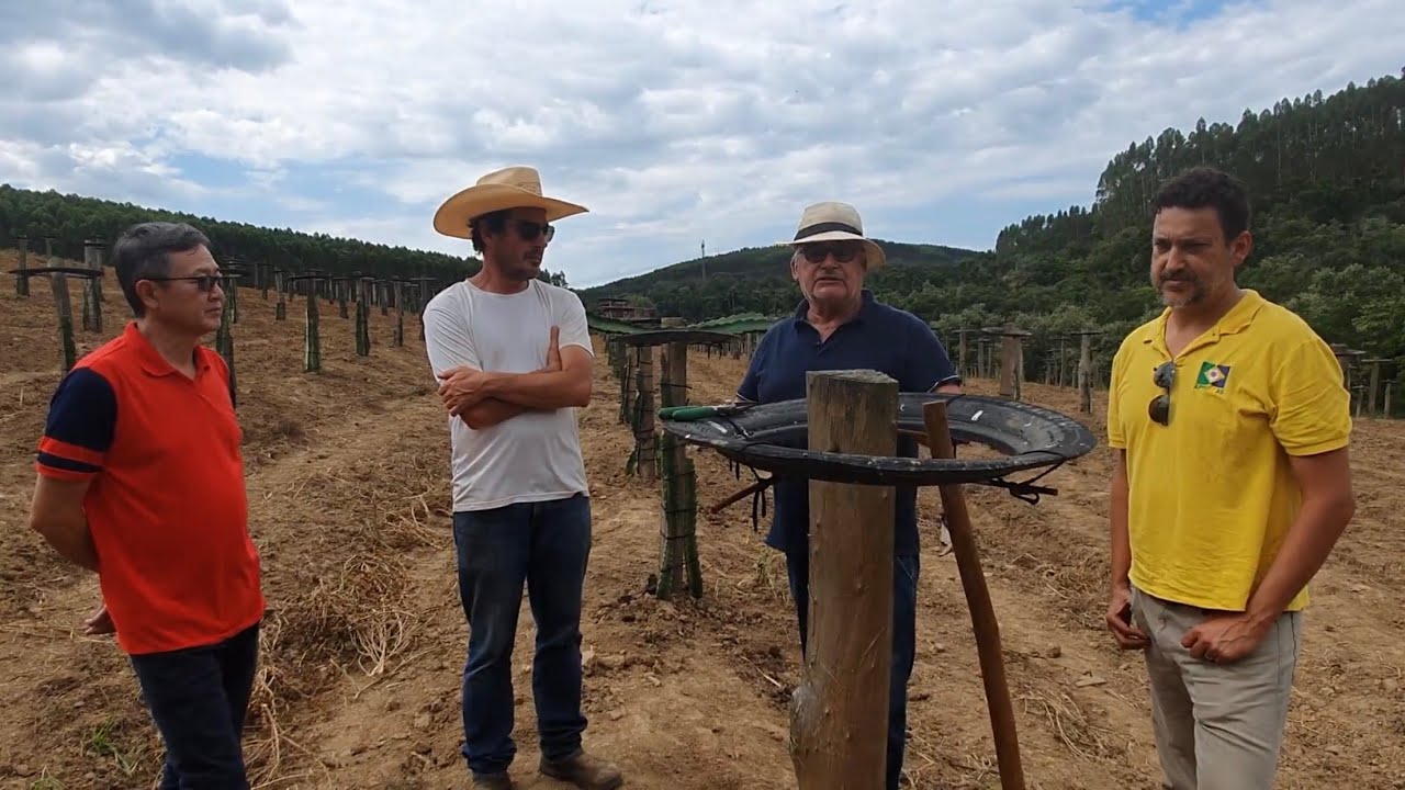 Distância entre linhas e plantas no plantio de Pitayas.