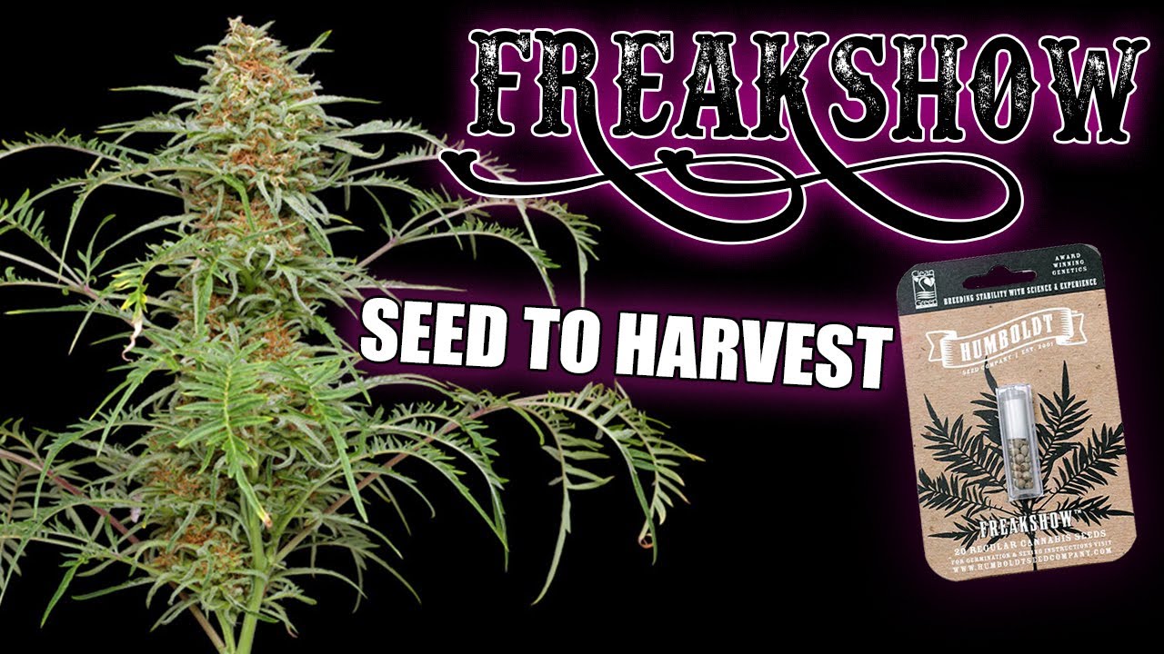 FREAKSHOW - SEED TO HARVEST & Timelapse