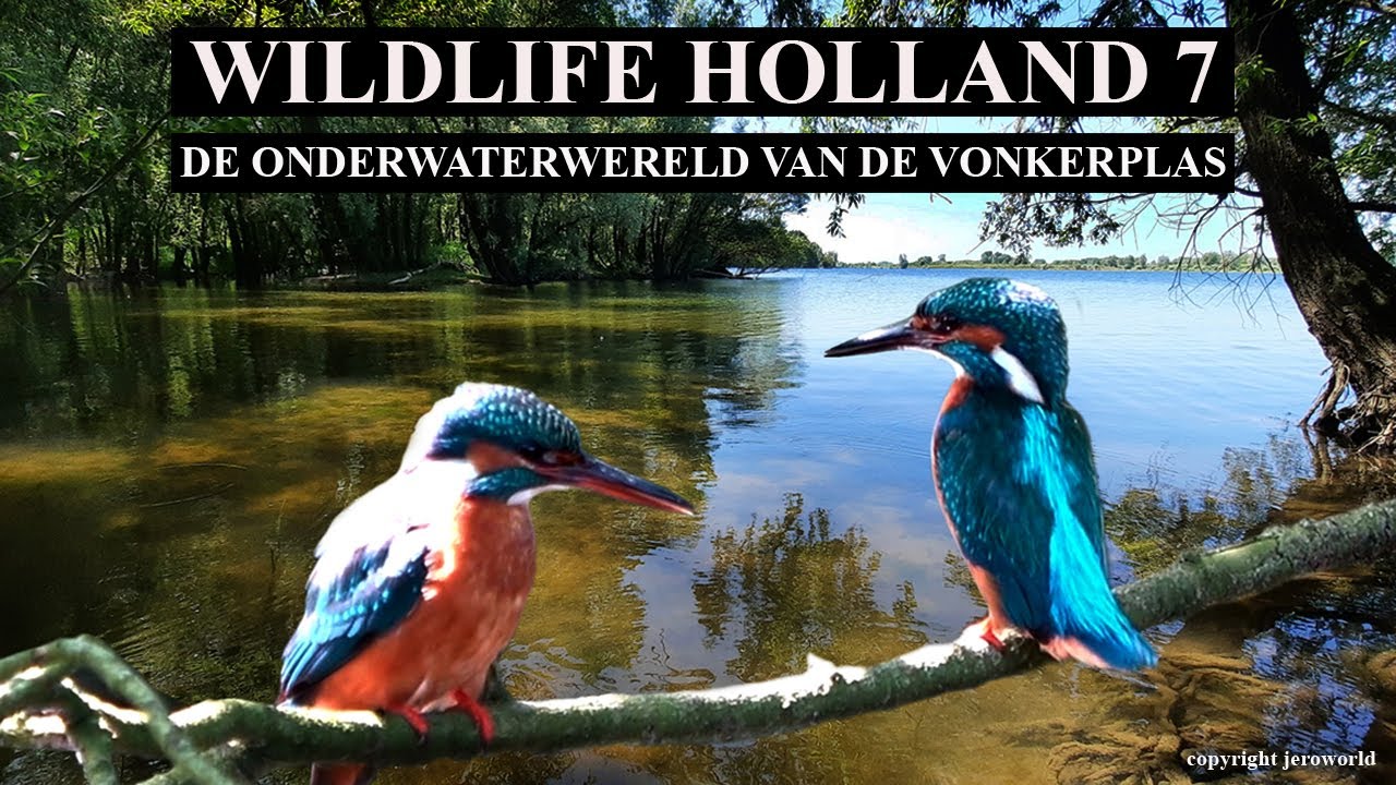 WILDLIFE HOLLAND 7 DE ONDERWATERWERELD VAN DE VONKERPLAS 2024 JEROWORLD