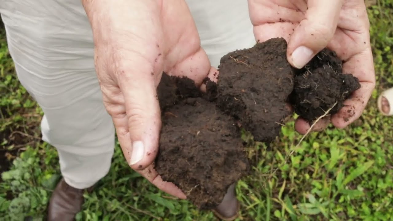La marchitez o amarillamiento del aguacate Hass en San Agustín e Isnos (Huila), un problema de raíz.