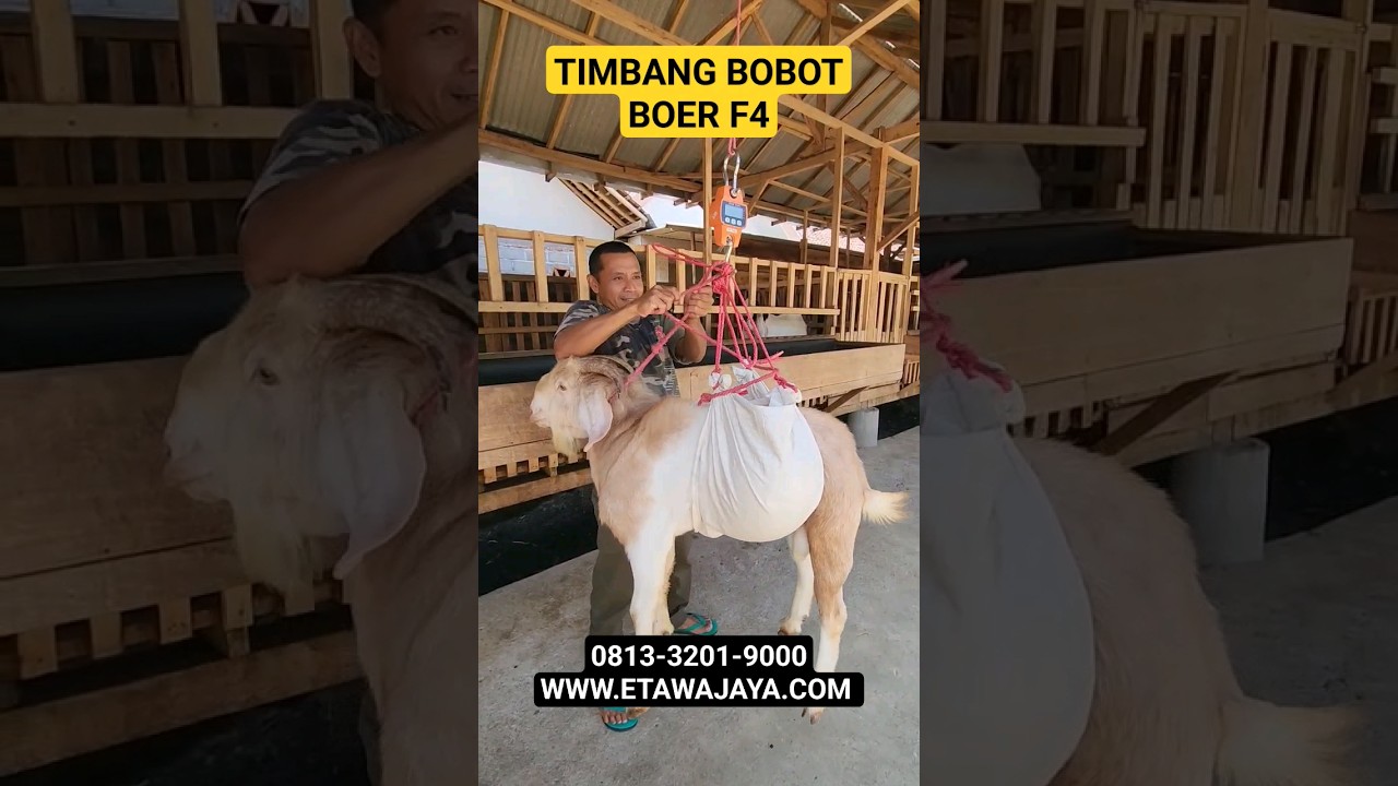 PROSES TIMBANG BOBOT KAMBING BOER JANTAN F4 DI PETERNAKAN ETAWA JAYA #etawajaya #kambingboer