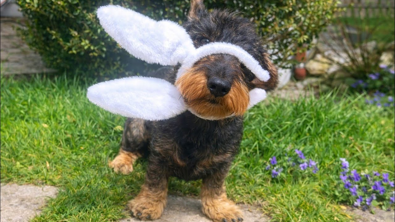 This Was NOT My Easter Plan&hellip; 🐰 | Teddy the Dachshund 