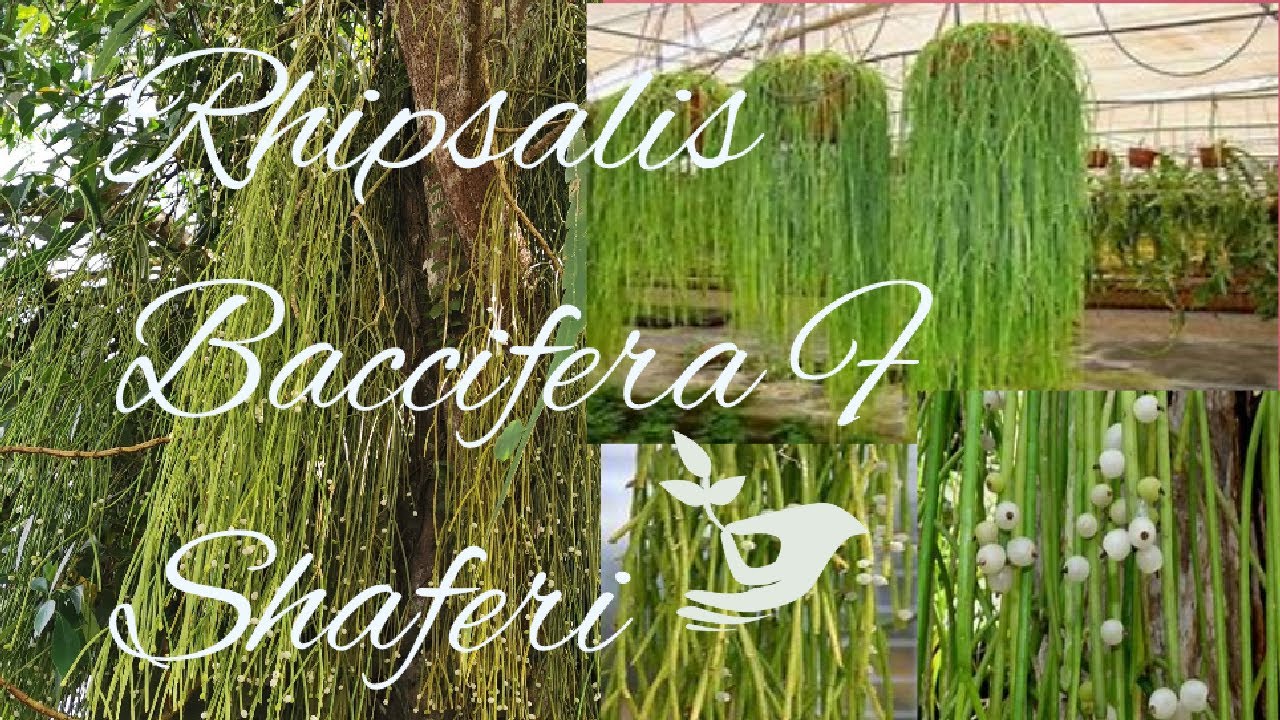 Rhipsalis Baccifera F  Shaferi