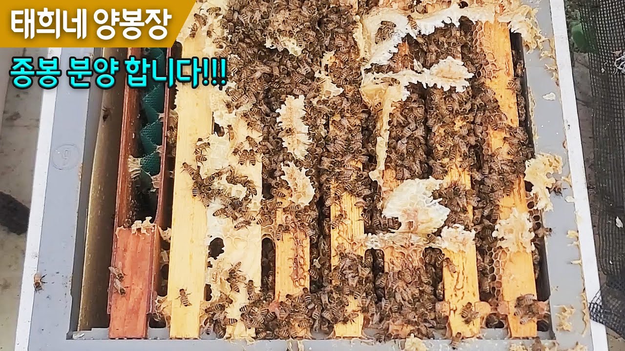 분양완료 / 11월 종봉 분양 | 판매예정 5매, 6매벌 내검영상 | 착봉 강한 종봉 분양 | 11월 월동관리 | 태희네 양봉장 | 양봉 분양 | 양봉 | 봉판꺼내기