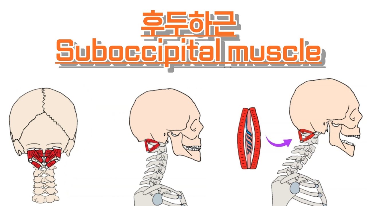 후두하근/뒤통수 밑근육/Suboccipital muscle 완전 정복!