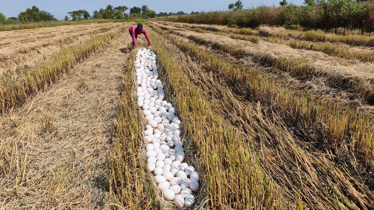 Wow unique -A farmer picked up a lot of duck eggs scattered around a field of moonflowers.