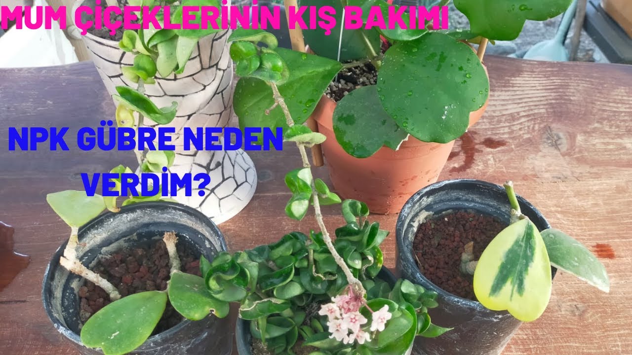 Mum Çiceklerimin Kış Bakımını Yaptım/ NPK Gübre Neden Verdim ?